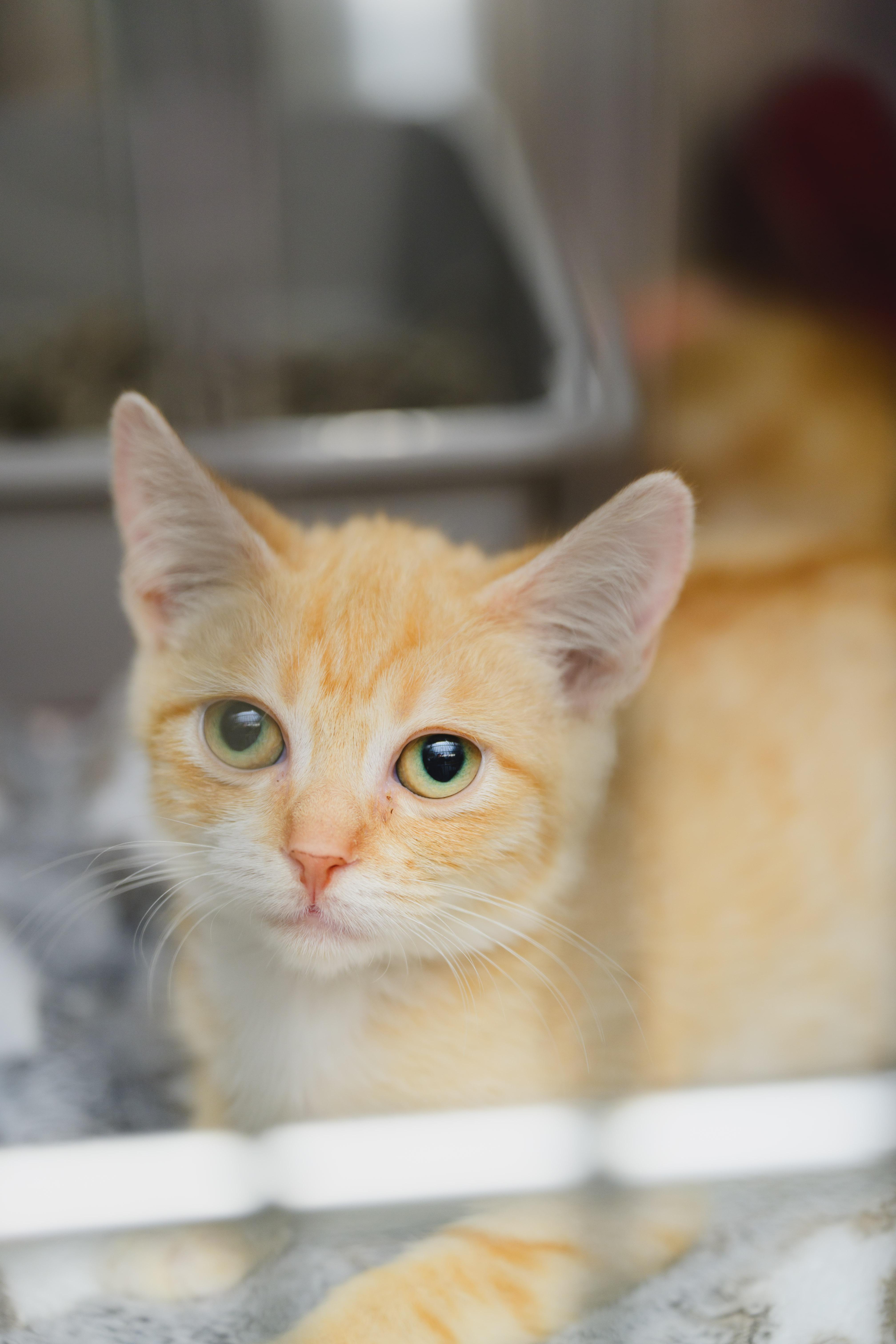 Enlarge Milo, a Adoptable Domestic Short Hair in Honolulu, HI image 5/6