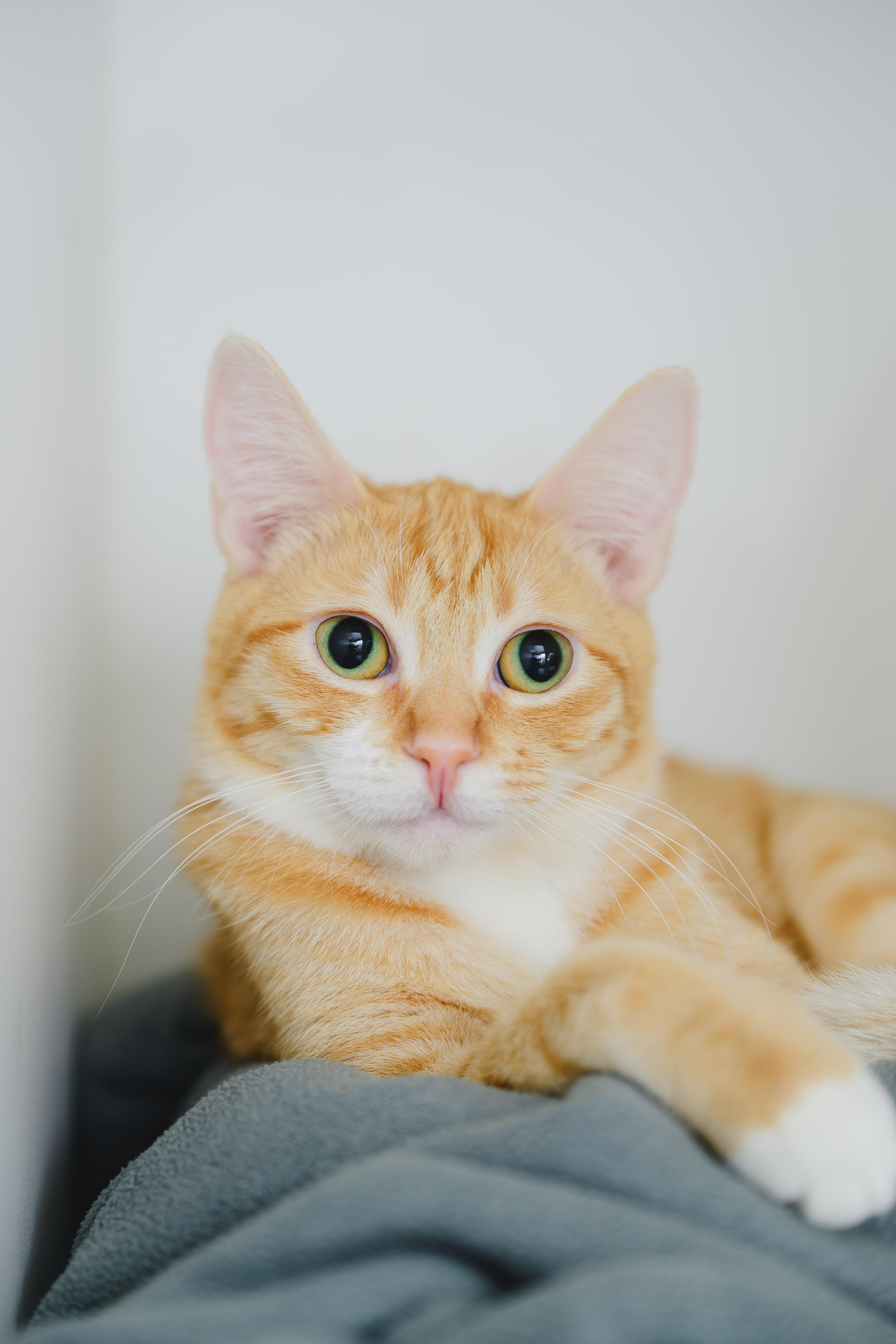 Enlarge Milo, a Adoptable Domestic Short Hair in Honolulu, HI image 6/6