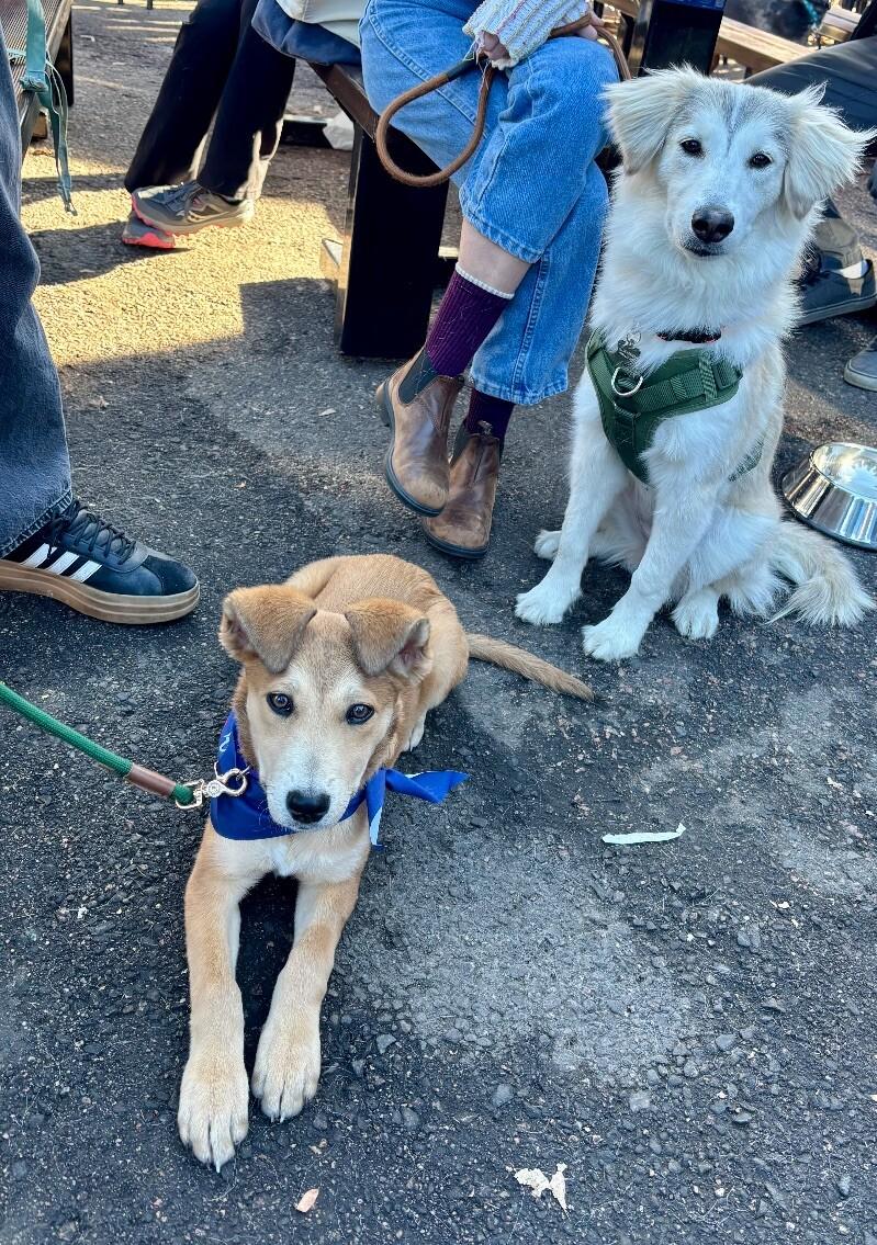 Maeve, Adoptable, Young Female Labrador Retriever & Shepherd.