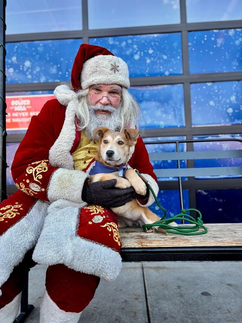 Maeve, a Adoptable mixed breed in Boulder, CO image 2/5