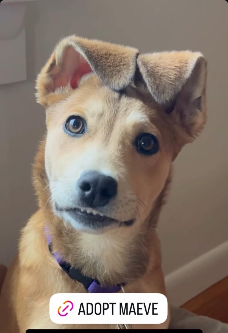 Maeve, a Adoptable mixed breed in Boulder, CO image 3/5