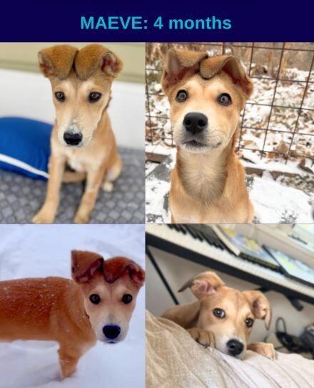 Maeve, a Adoptable mixed breed in Boulder, CO image 5/5