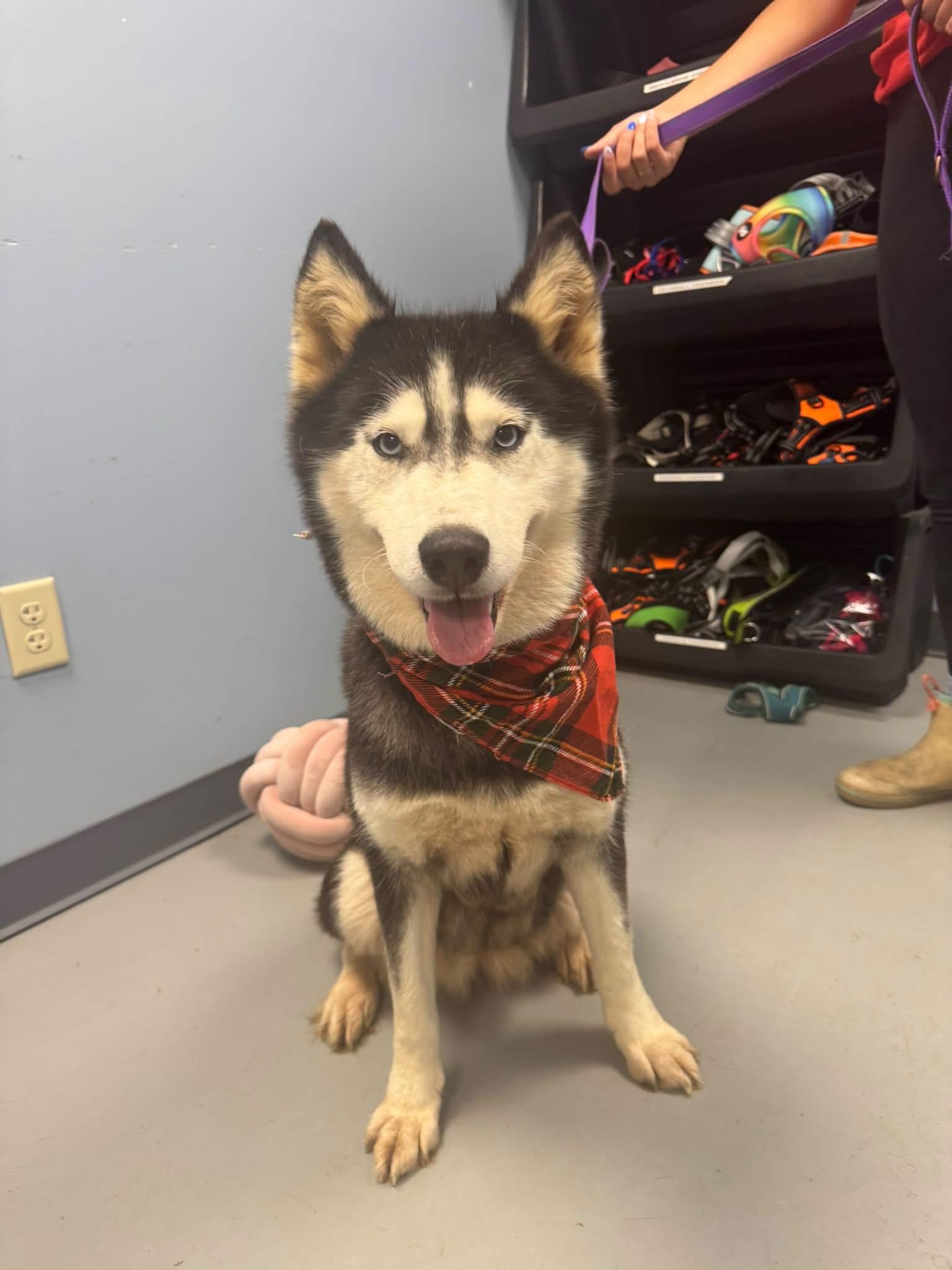 Aurora, Adoptable, Adult Female Husky.