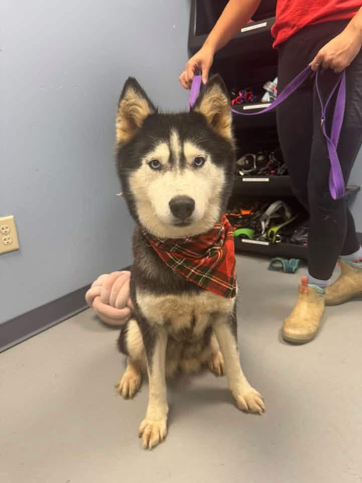 Enlarge Aurora, a Adoptable Husky in Zanesville, OH image 2/2