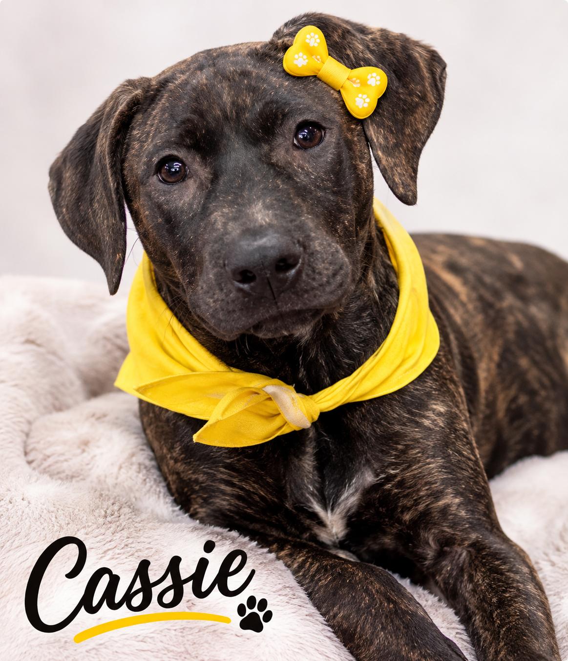 Cassie, Adoptable, Puppy Female American Staffordshire Terrier & Black Labrador Retriever.