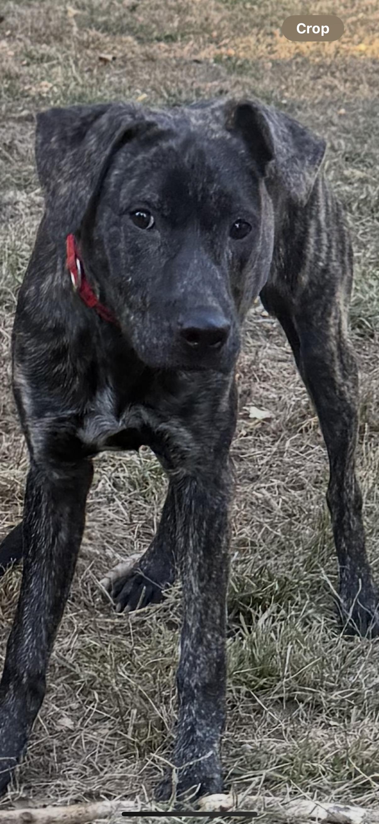 Enlarge Cassie, a Adoptable mixed breed in Central Valley, NY image 2/2