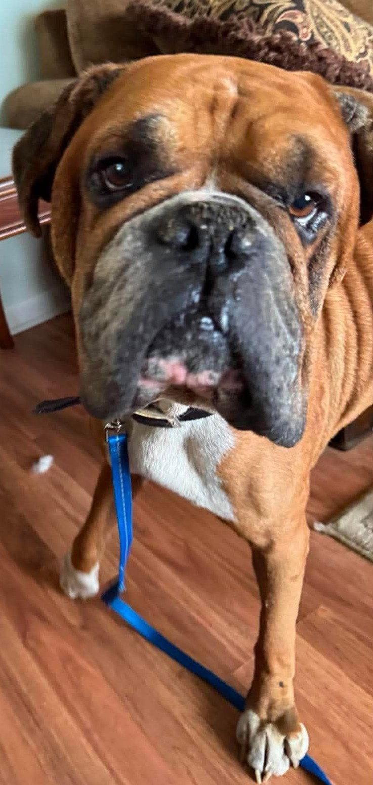 Lance - ADOPTION PENDING!!!, Adoptable, Adult Male Boxer.