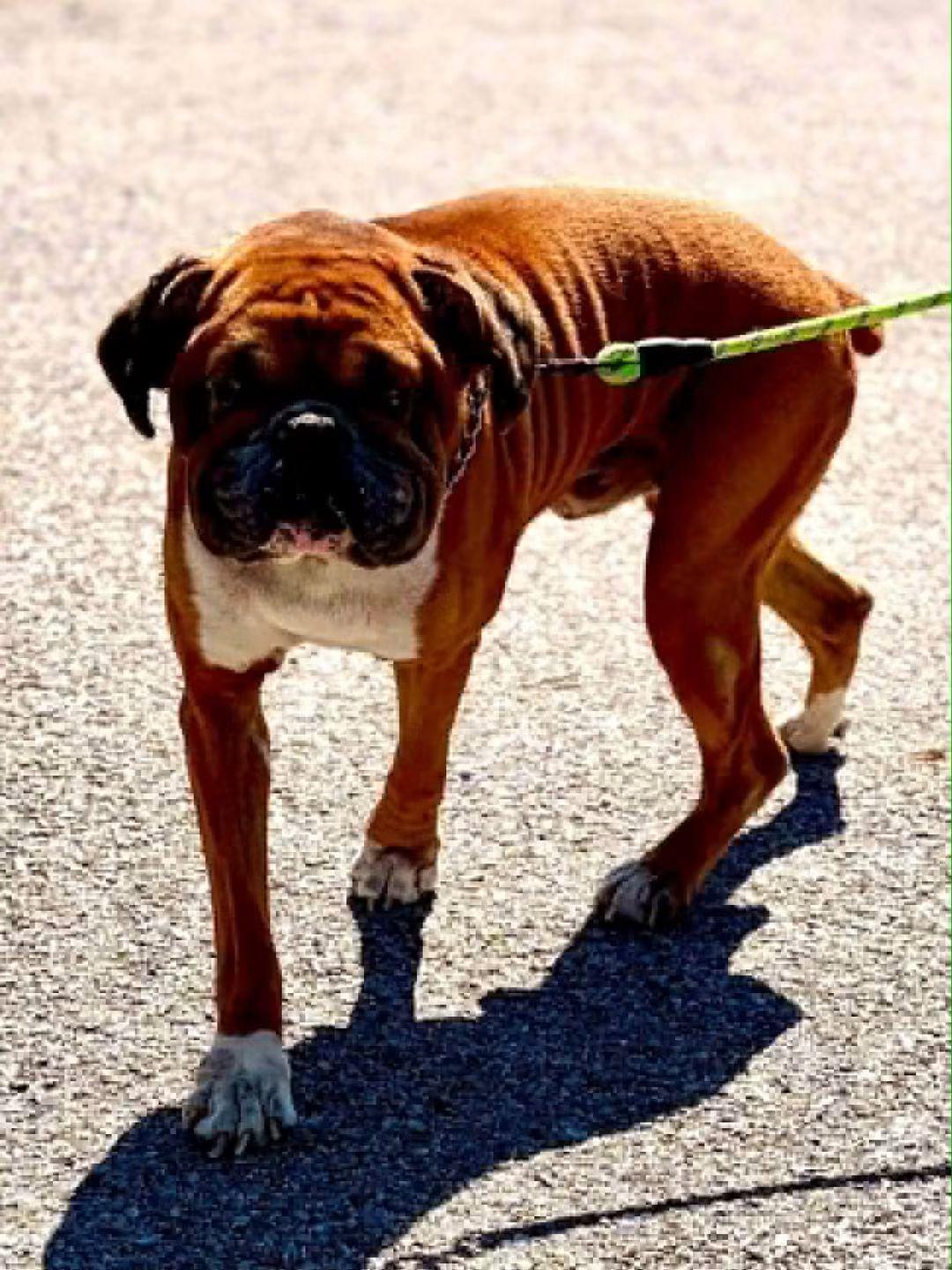 Enlarge Lance - ADOPTION PENDING!!!, a Adoptable Boxer in Shakopee, MN image 2/3