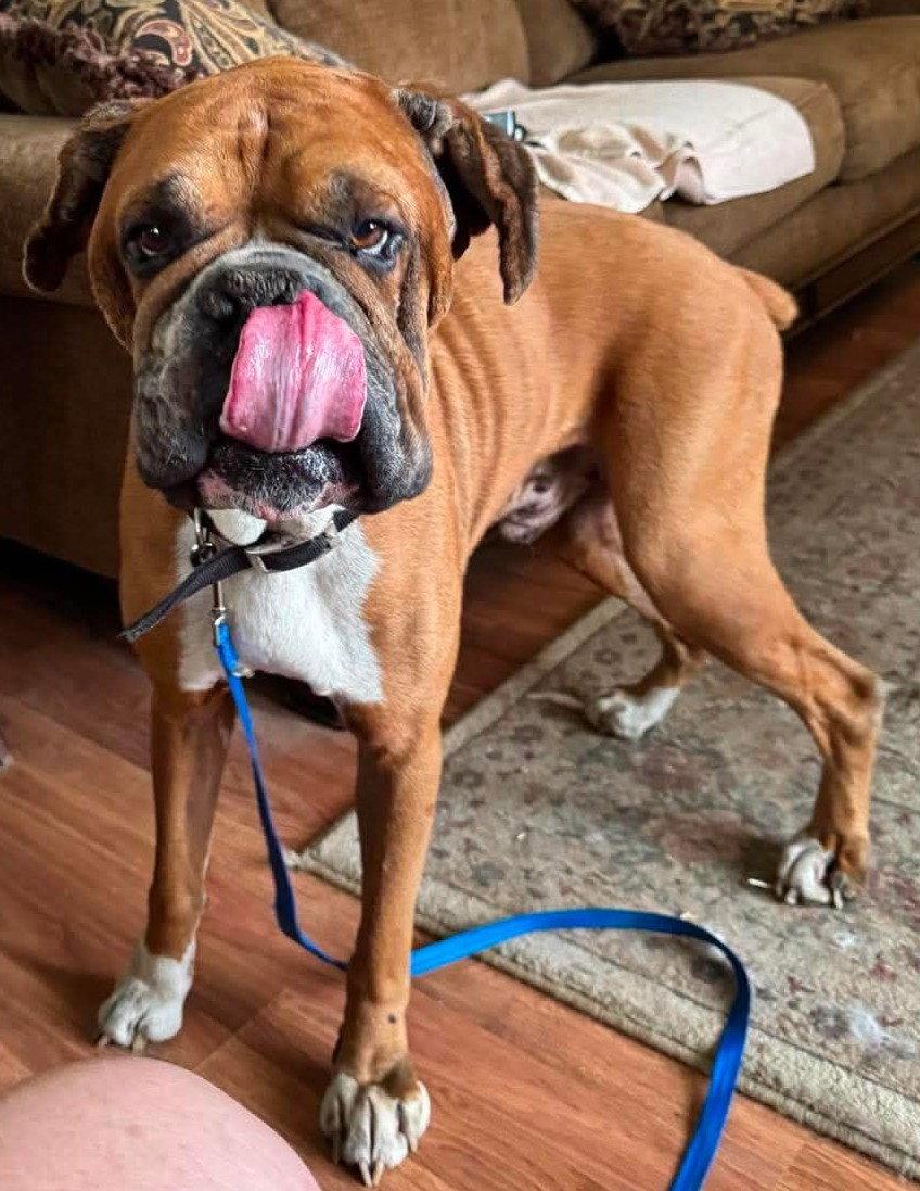Enlarge Lance - ADOPTION PENDING!!!, a Adoptable Boxer in Shakopee, MN image 3/3