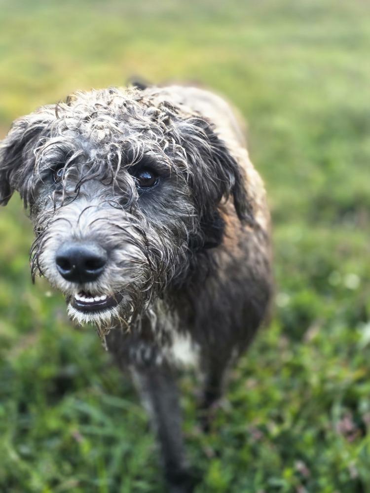 Enlarge Chaney, a Adoptable mixed breed in Aurora, IN image 1/6