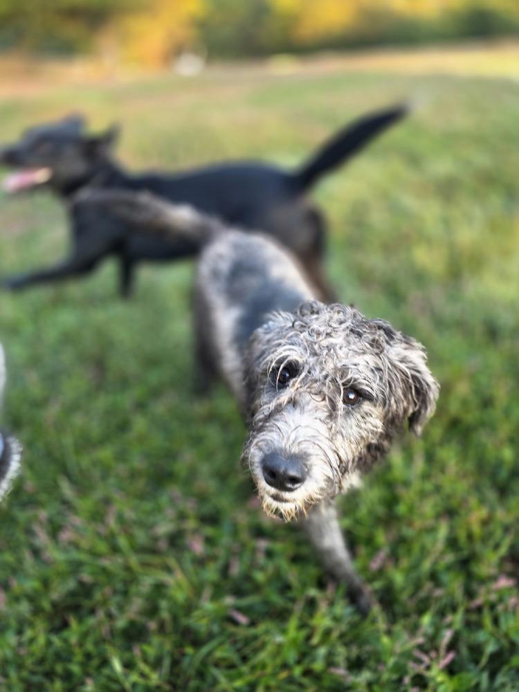 Enlarge Chaney, a Adoptable mixed breed in Aurora, IN image 2/6