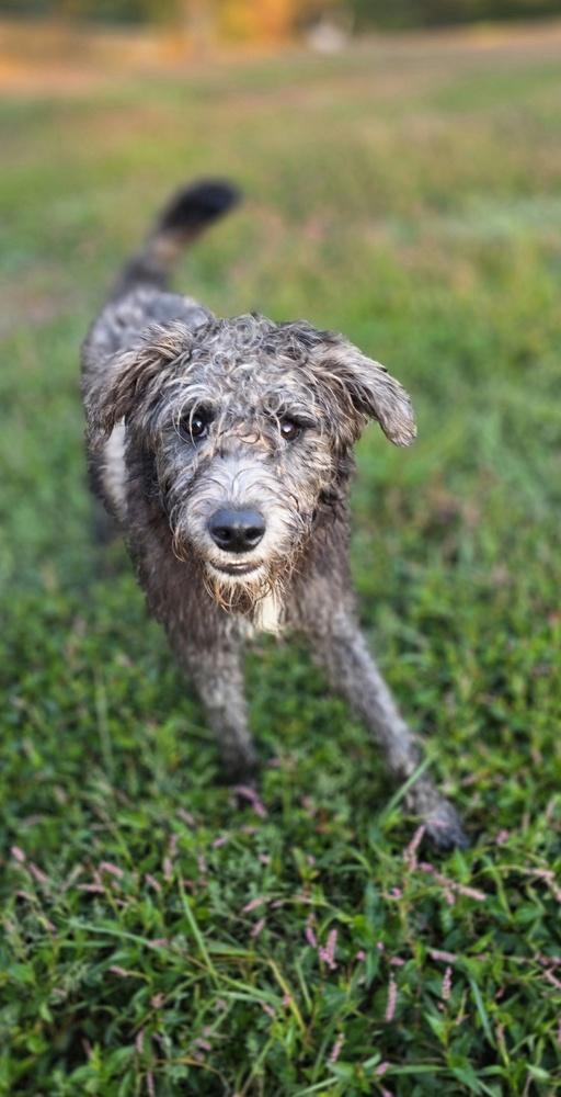 Enlarge Chaney, a Adoptable mixed breed in Aurora, IN image 5/6