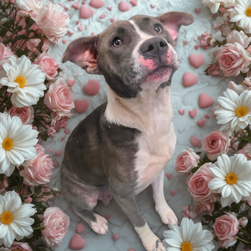 Enlarge Blue Bell, a Adoptable mixed breed in Galax, VA image 1/6