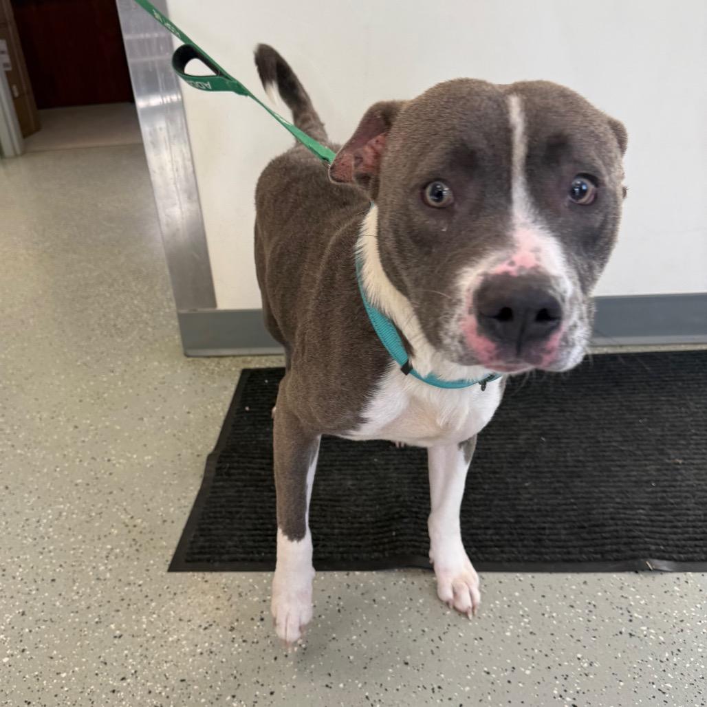 Enlarge Blue Bell, a Adoptable mixed breed in Galax, VA image 2/6