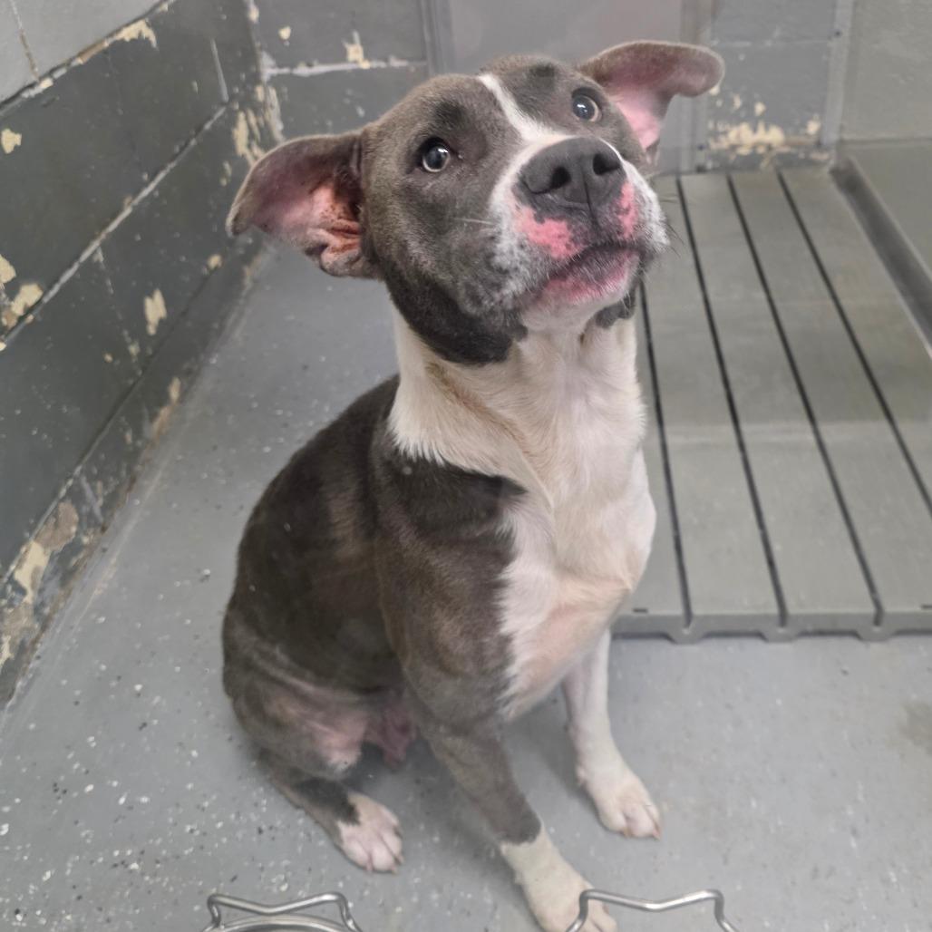 Enlarge Blue Bell, a Adoptable mixed breed in Galax, VA image 3/6