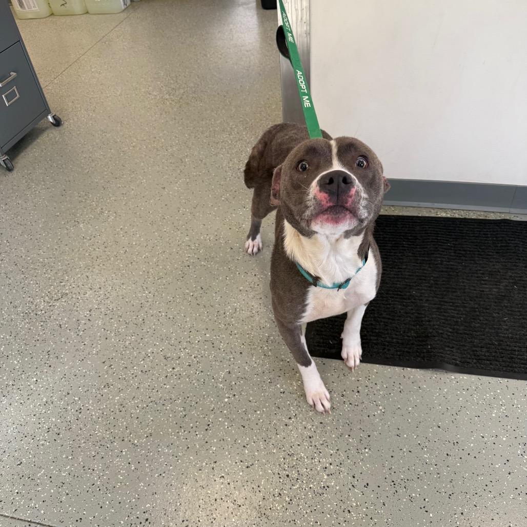 Enlarge Blue Bell, a Adoptable mixed breed in Galax, VA image 4/6