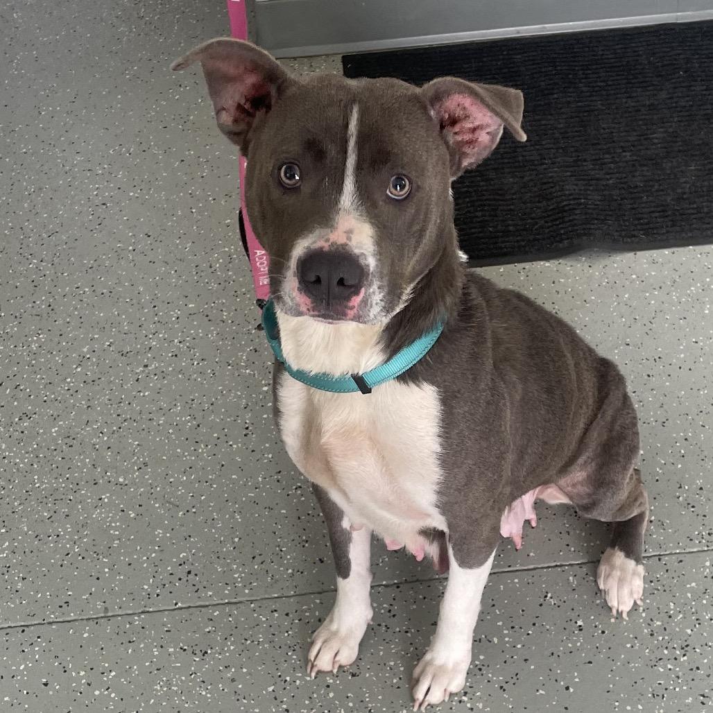 Enlarge Blue Bell, a Adoptable mixed breed in Galax, VA image 5/6