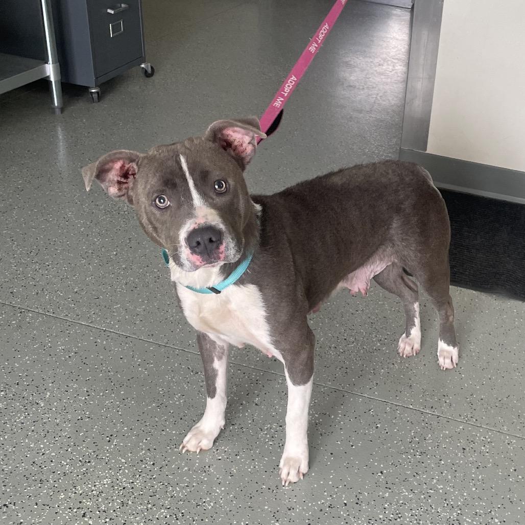 Enlarge Blue Bell, a Adoptable mixed breed in Galax, VA image 6/6