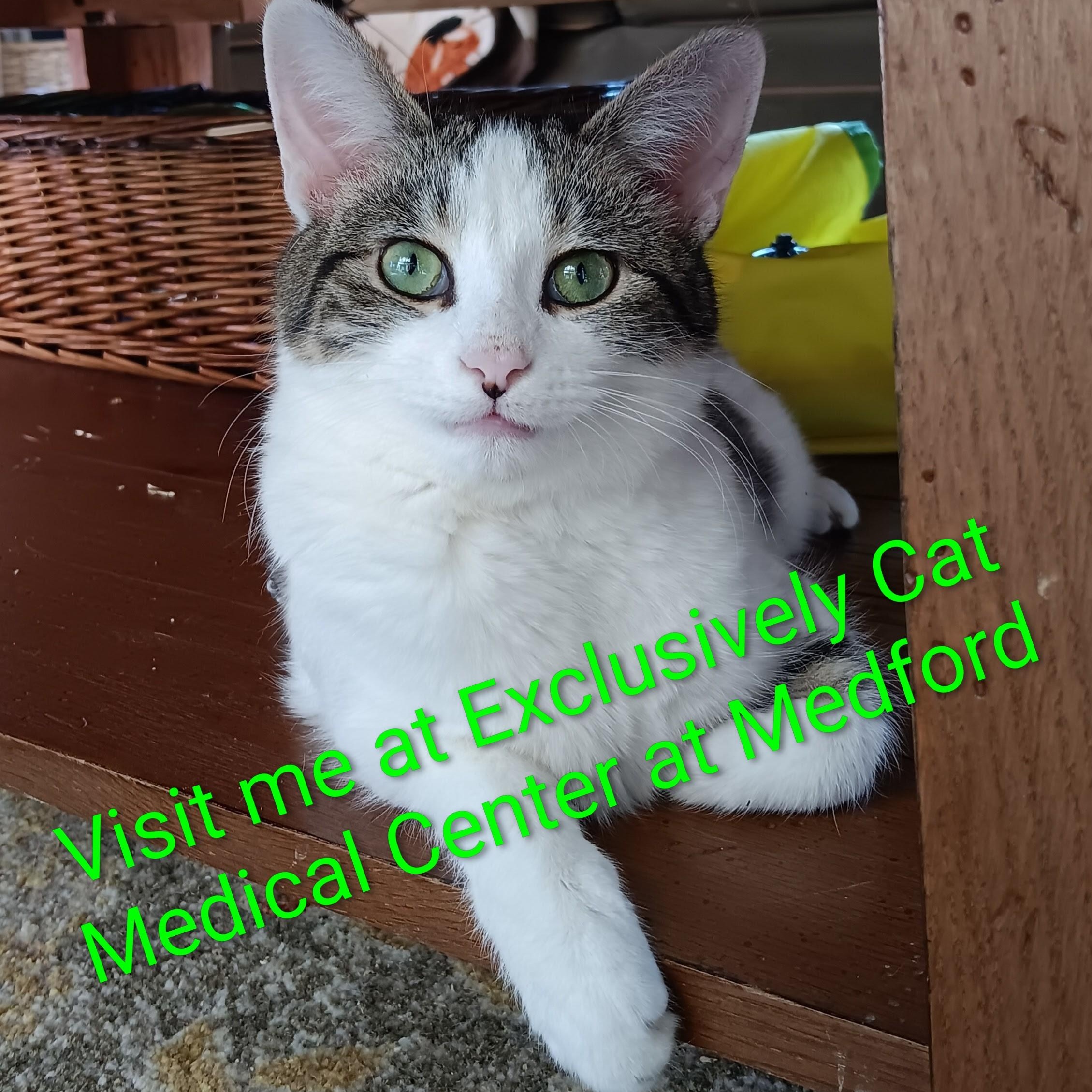 Kosher, Adoptable, Kitten Male Domestic Short Hair.