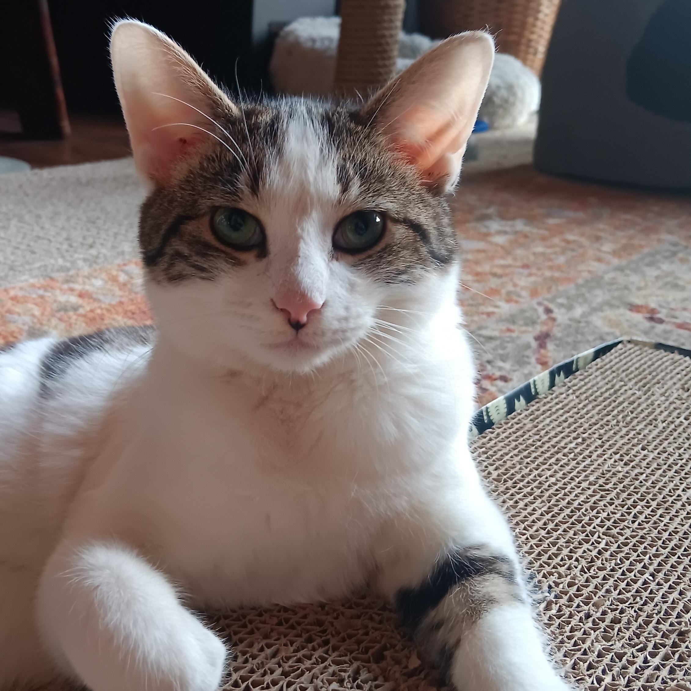 Enlarge Kosher, a Adoptable mixed breed in Woodbury, NJ image 3/6