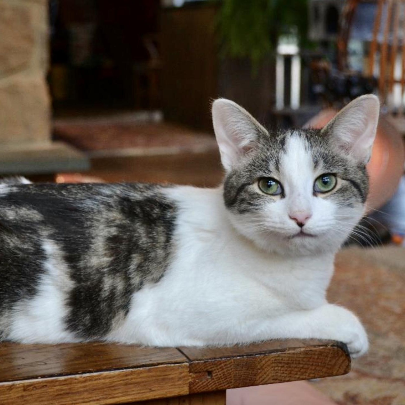 Enlarge Kosher, a Adoptable mixed breed in Woodbury, NJ image 2/6