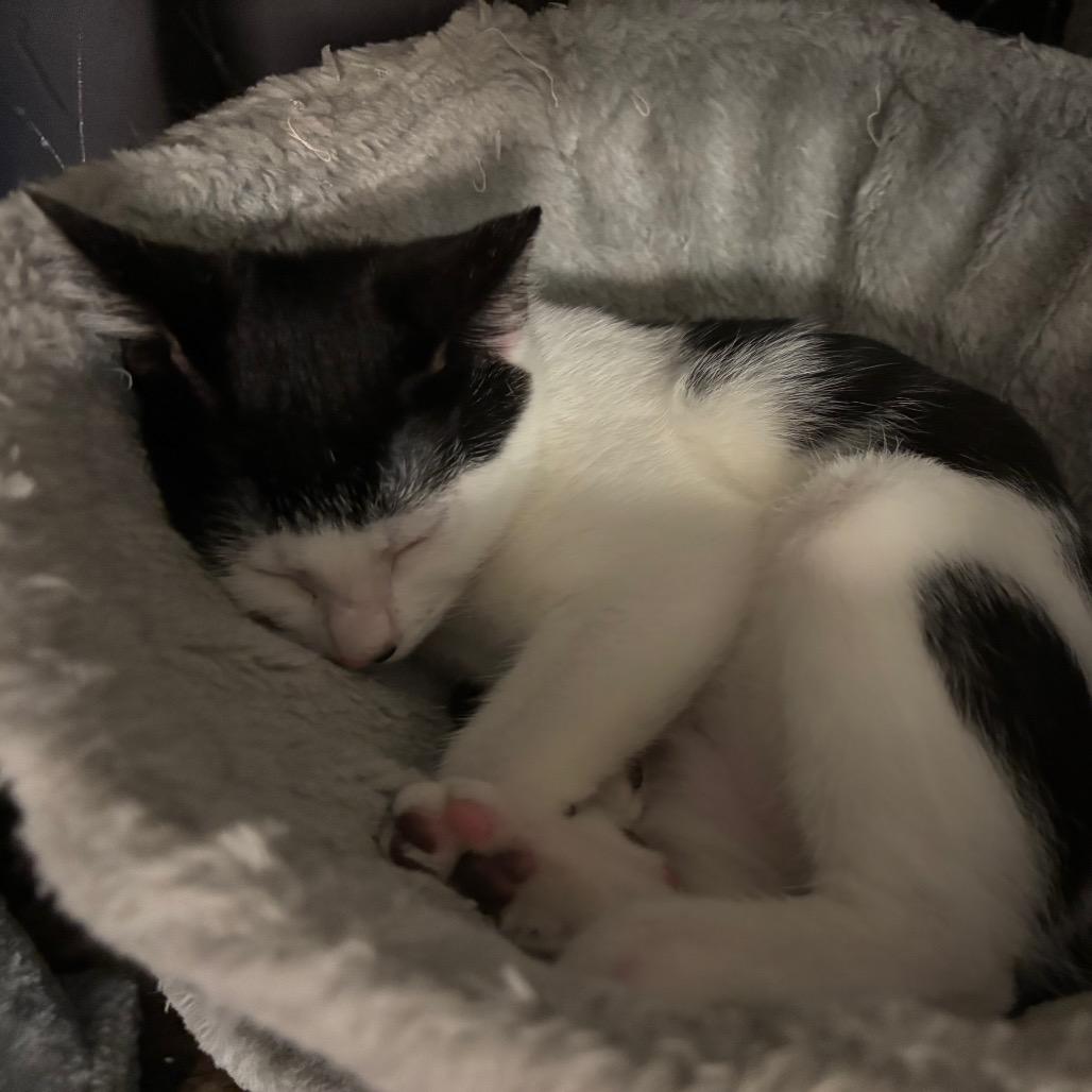 Ara, Adoptable, Kitten Female Domestic Short Hair.