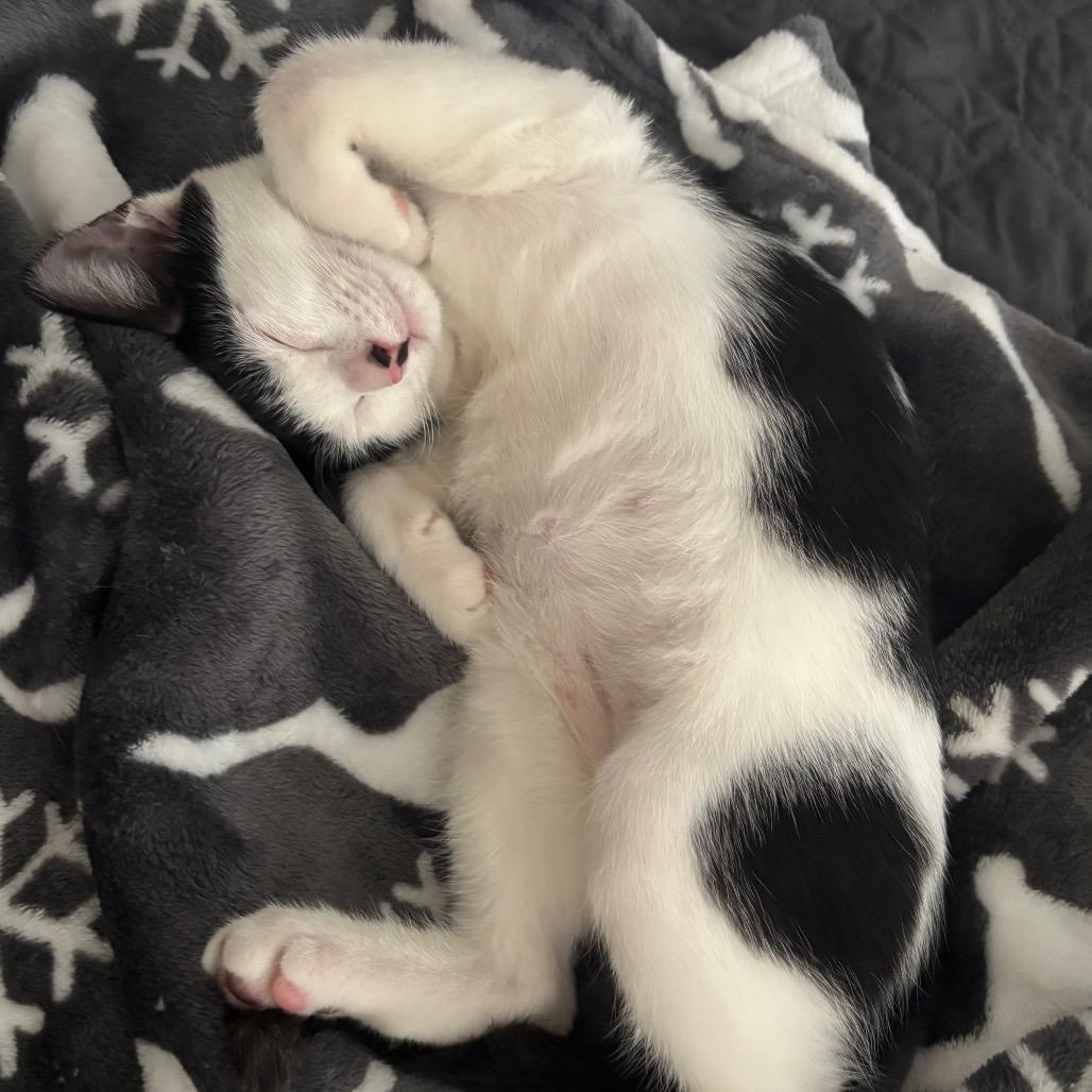 Enlarge Ara, a Adoptable Domestic Short Hair in Port Richey, FL image 2/6