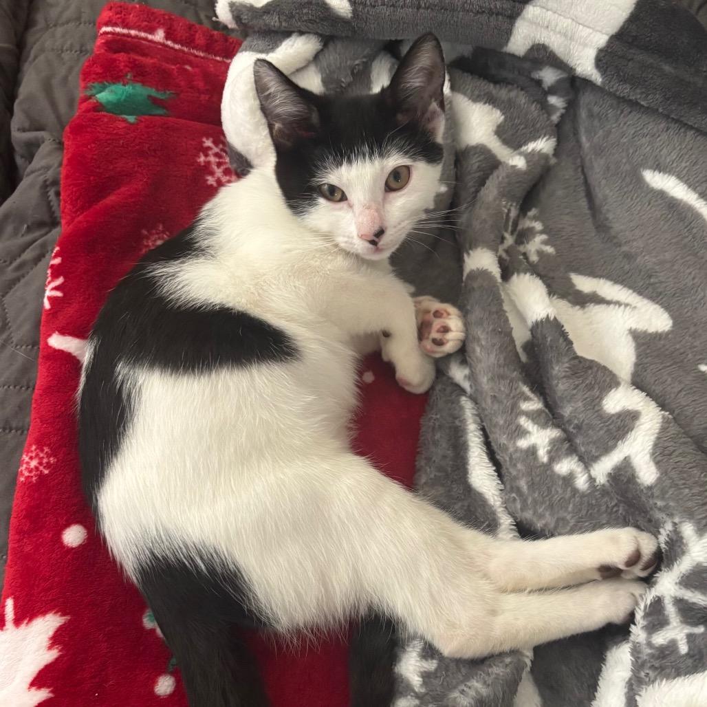 Enlarge Ara, a Adoptable Domestic Short Hair in Port Richey, FL image 3/6