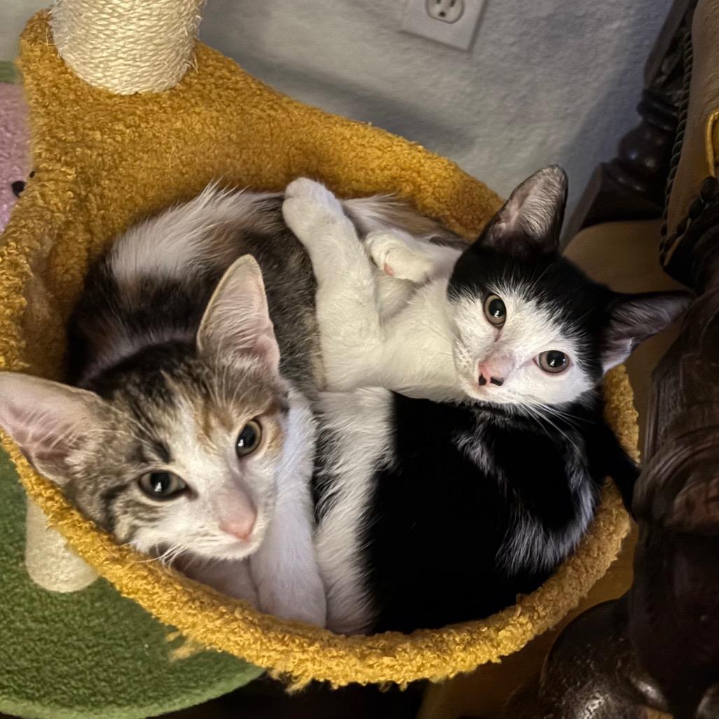 Enlarge Ara, a Adoptable Domestic Short Hair in Port Richey, FL image 4/6