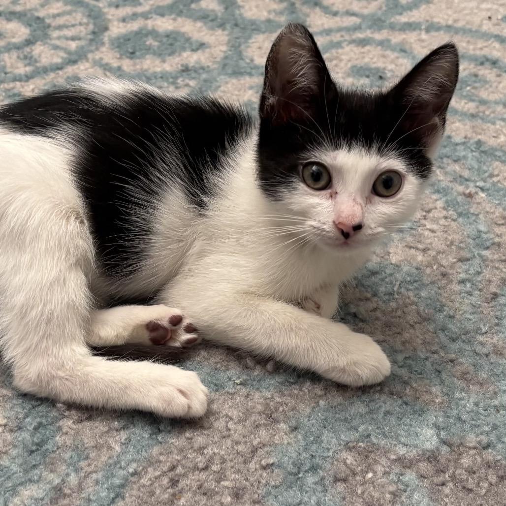 Enlarge Ara, a Adoptable Domestic Short Hair in Port Richey, FL image 5/6