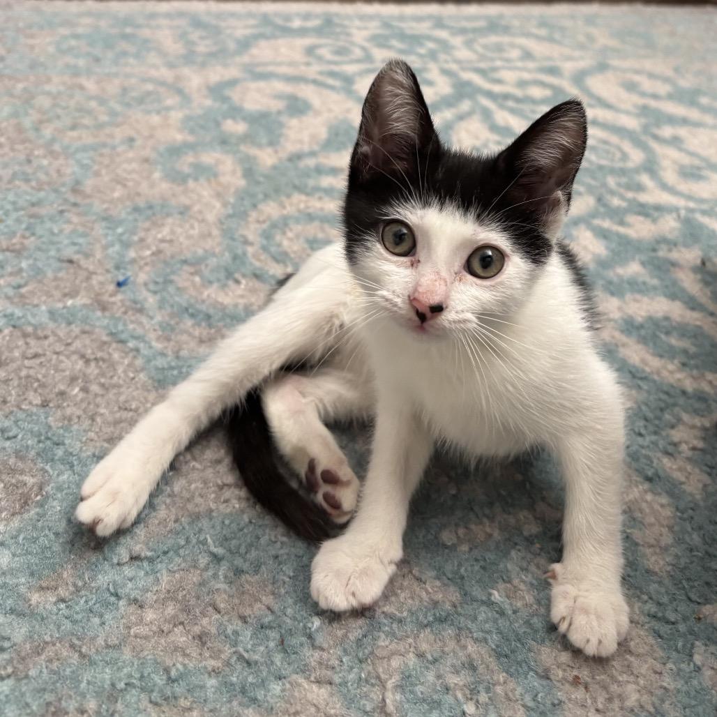 Enlarge Ara, a Adoptable Domestic Short Hair in Port Richey, FL image 6/6