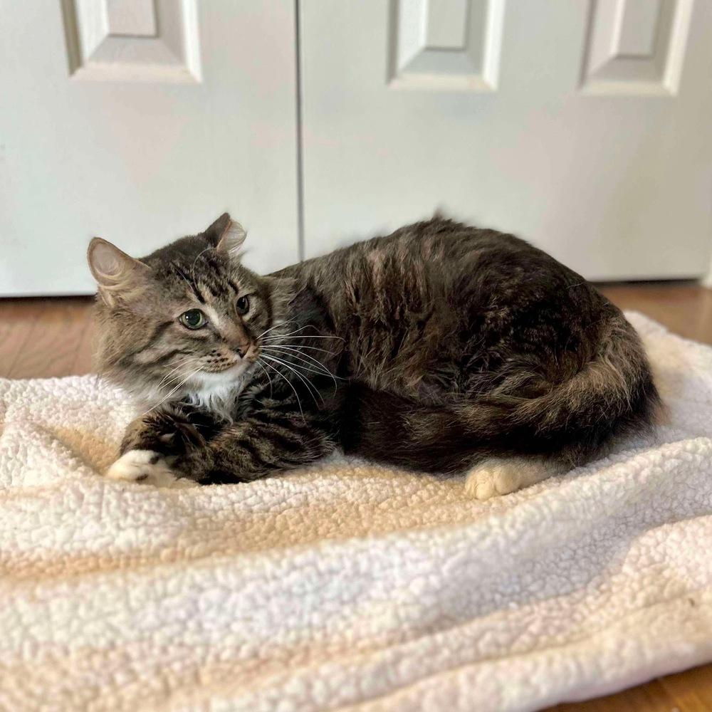 Toby, Adoptable, Young Male Domestic Long Hair.