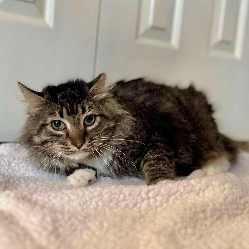 Enlarge Toby, a Adoptable Domestic Long Hair in Raleigh, NC image 2/6