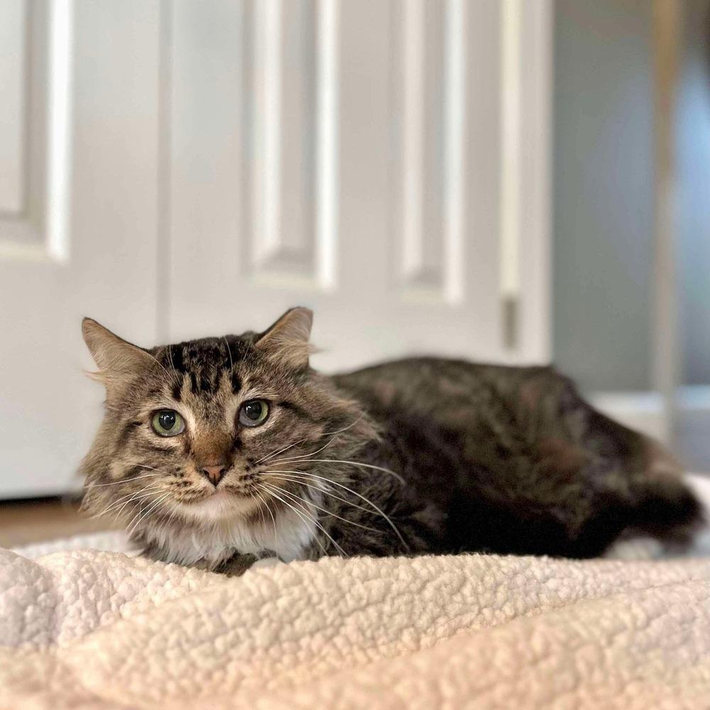 Enlarge Toby, a Adoptable Domestic Long Hair in Raleigh, NC image 3/6