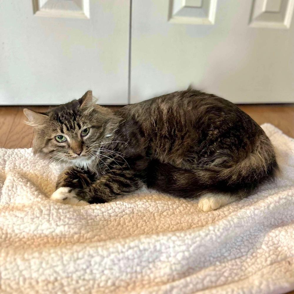 Enlarge Toby, a Adoptable Domestic Long Hair in Raleigh, NC image 4/6