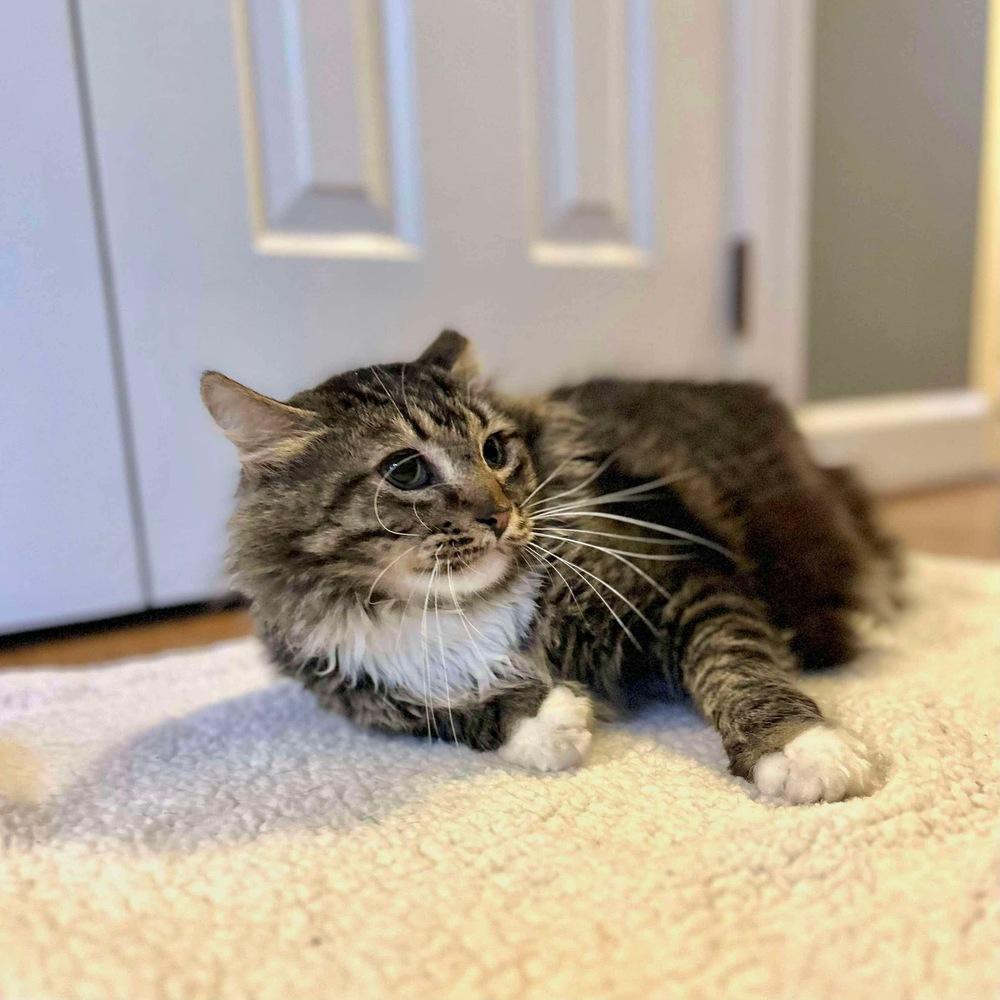 Enlarge Toby, a Adoptable Domestic Long Hair in Raleigh, NC image 6/6