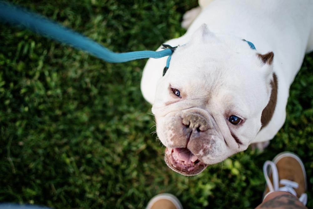 Enlarge Lolita, a Adoptable mixed breed in Frankfort, NY image 2/4