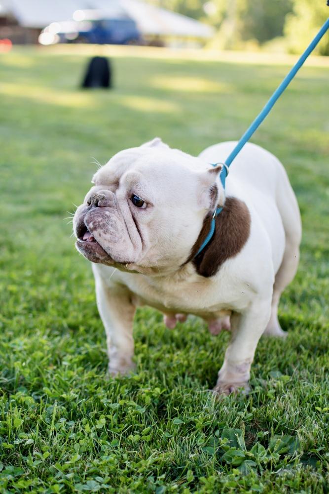 Enlarge Lolita, a Adoptable mixed breed in Frankfort, NY image 3/4