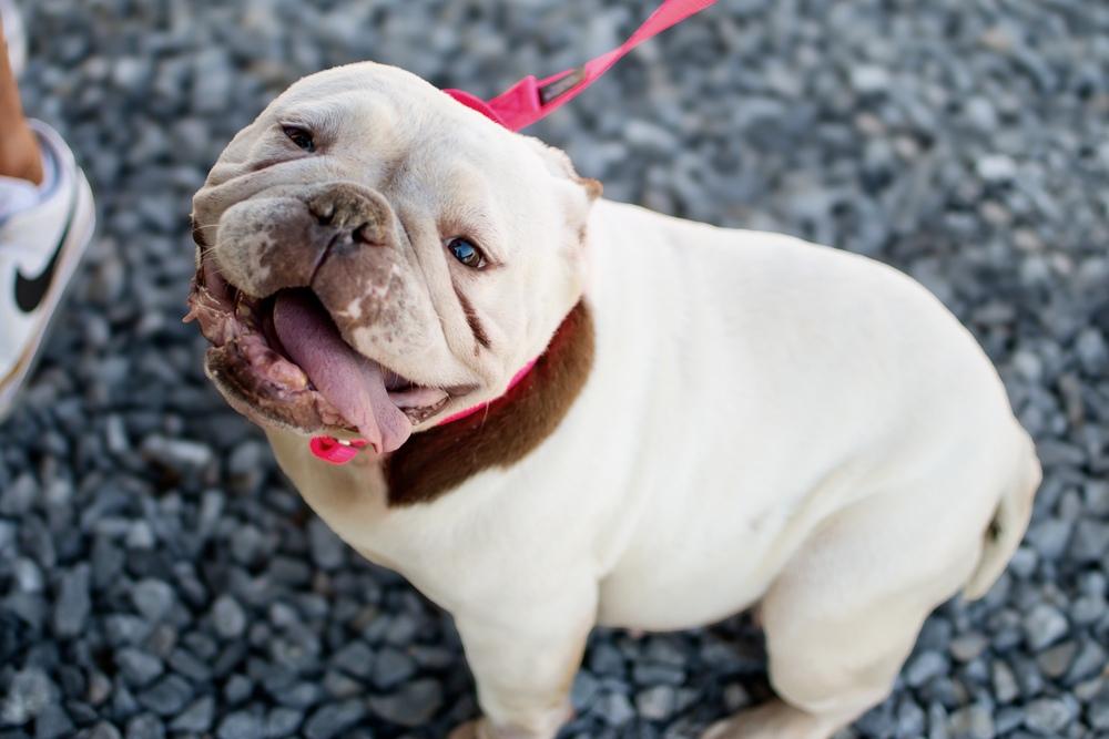 Enlarge Lolita, a Adoptable mixed breed in Frankfort, NY image 4/4