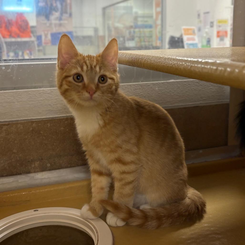 Caramel, Adoptable, Kitten Male Domestic Short Hair.