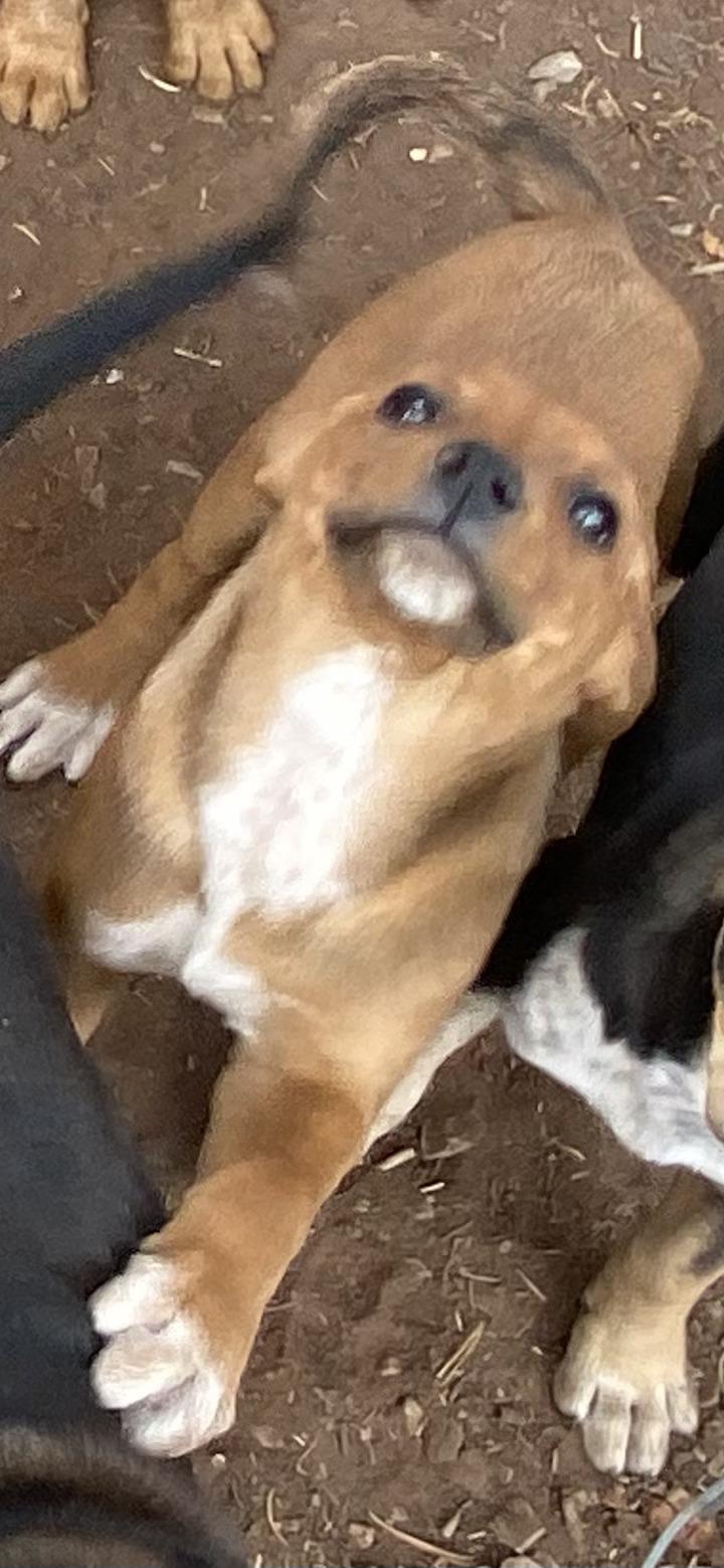 Scooby