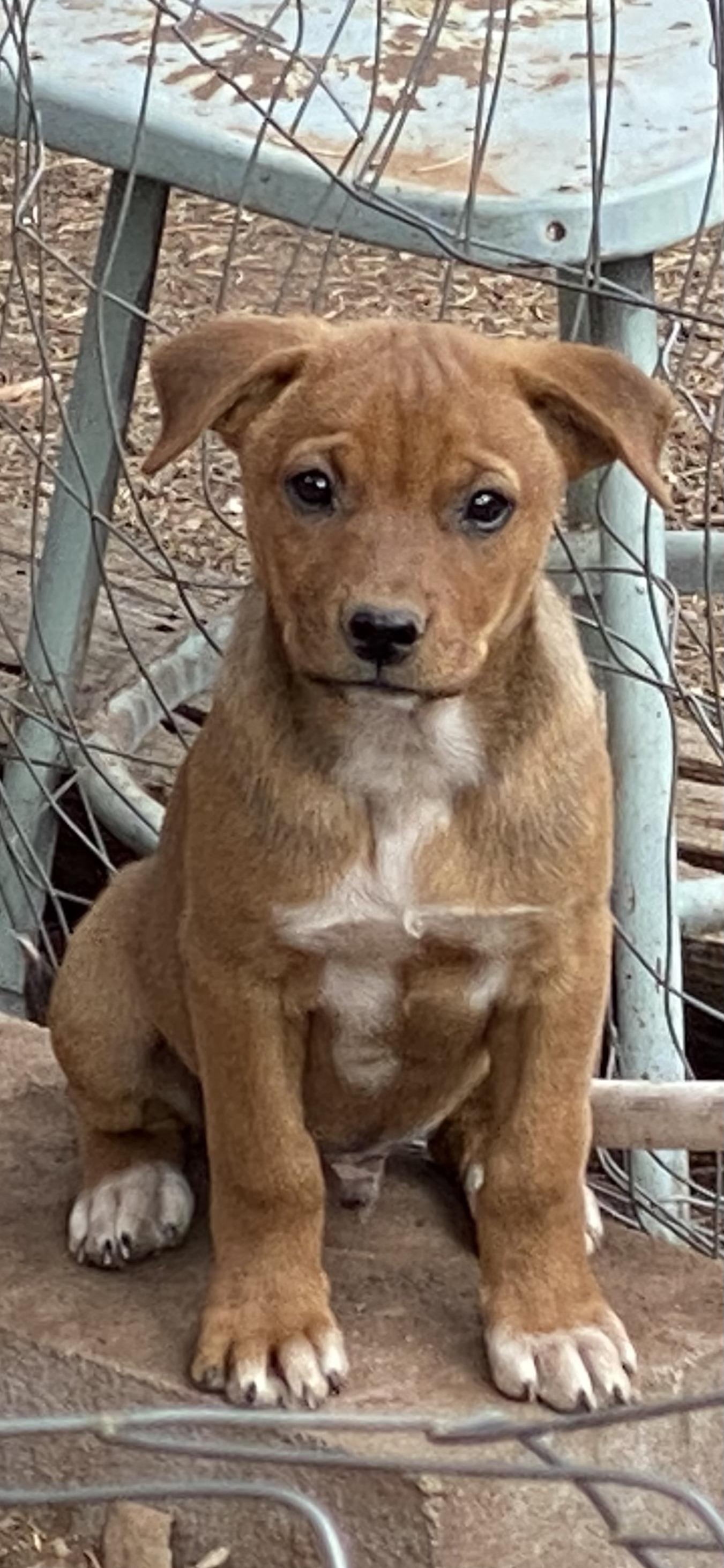 Scooby