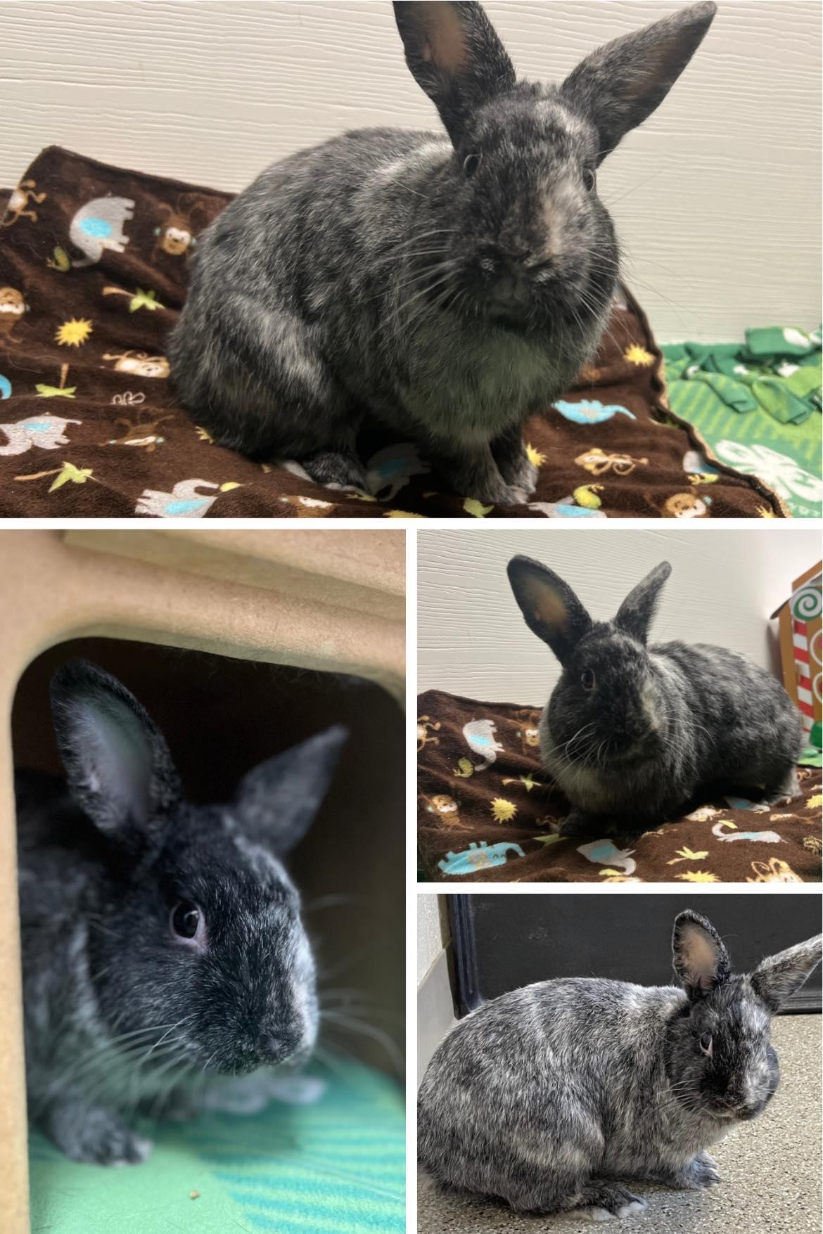 Baloo, a Adoptable Harlequin image 1/5