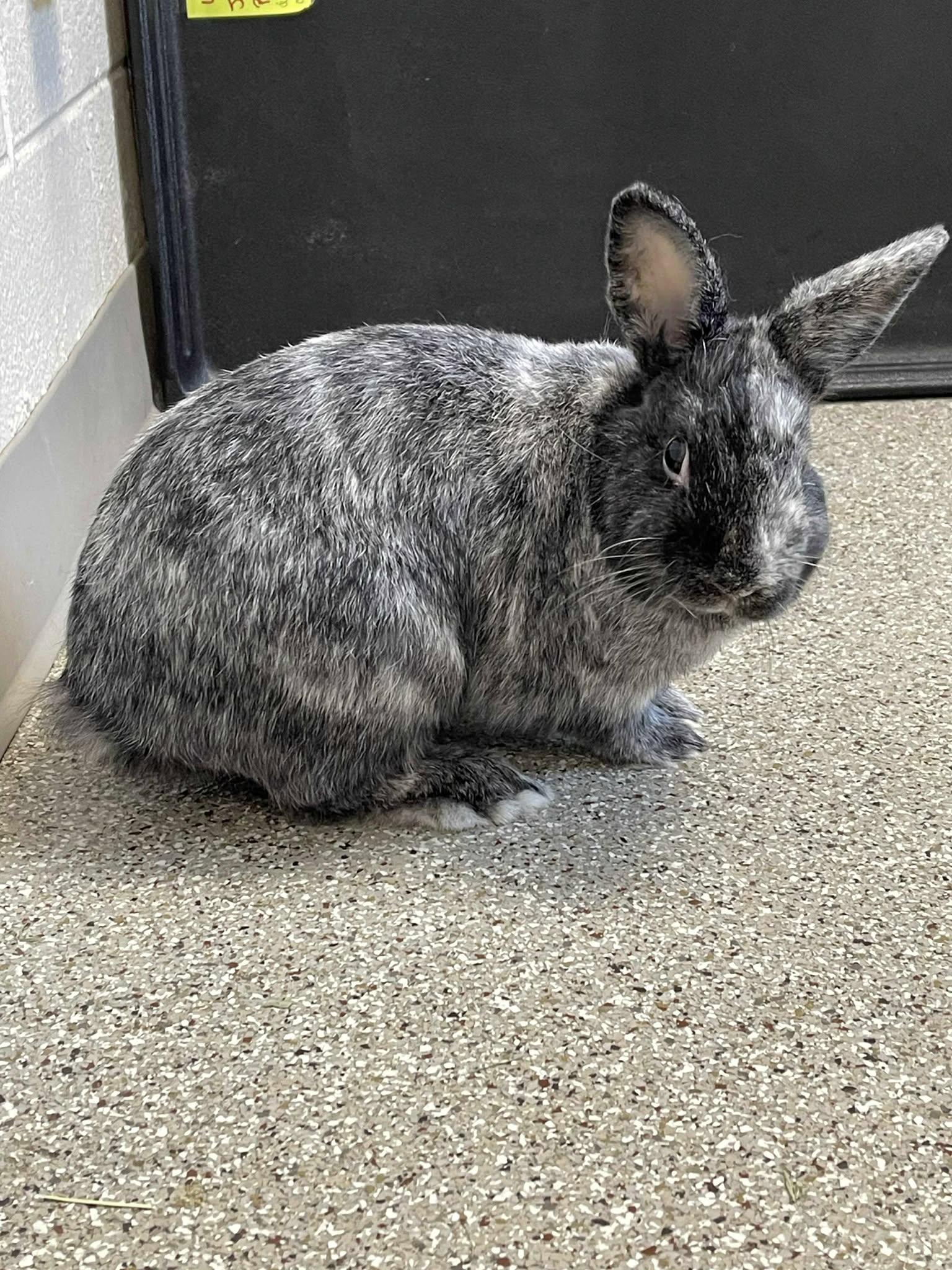 Baloo, a Adoptable Harlequin image 2/5