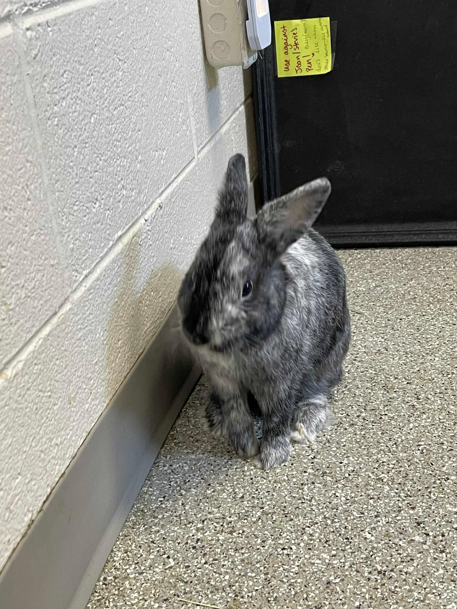 Baloo, a Adoptable Harlequin image 3/5