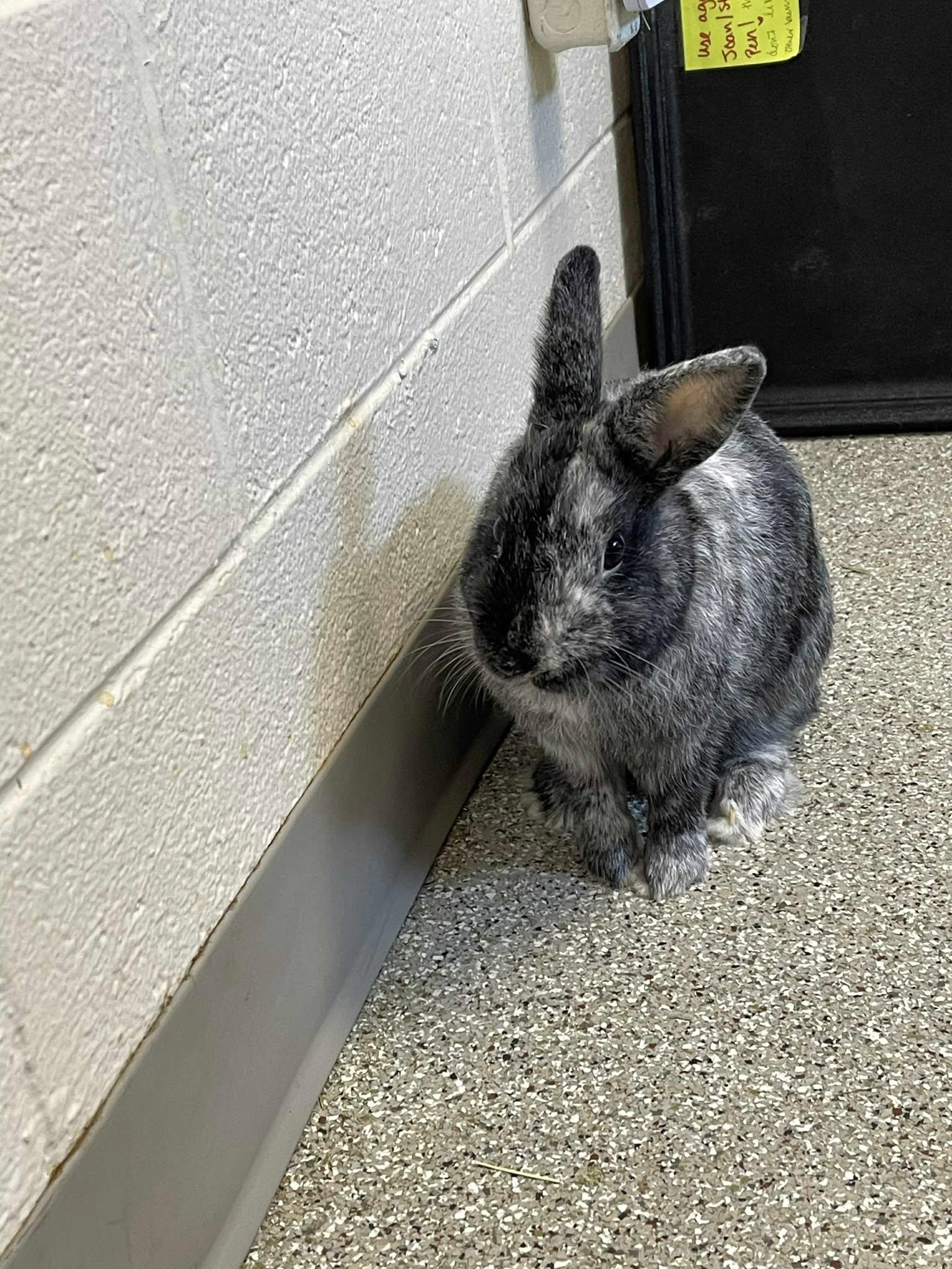 Baloo, a Adoptable Harlequin image 4/5