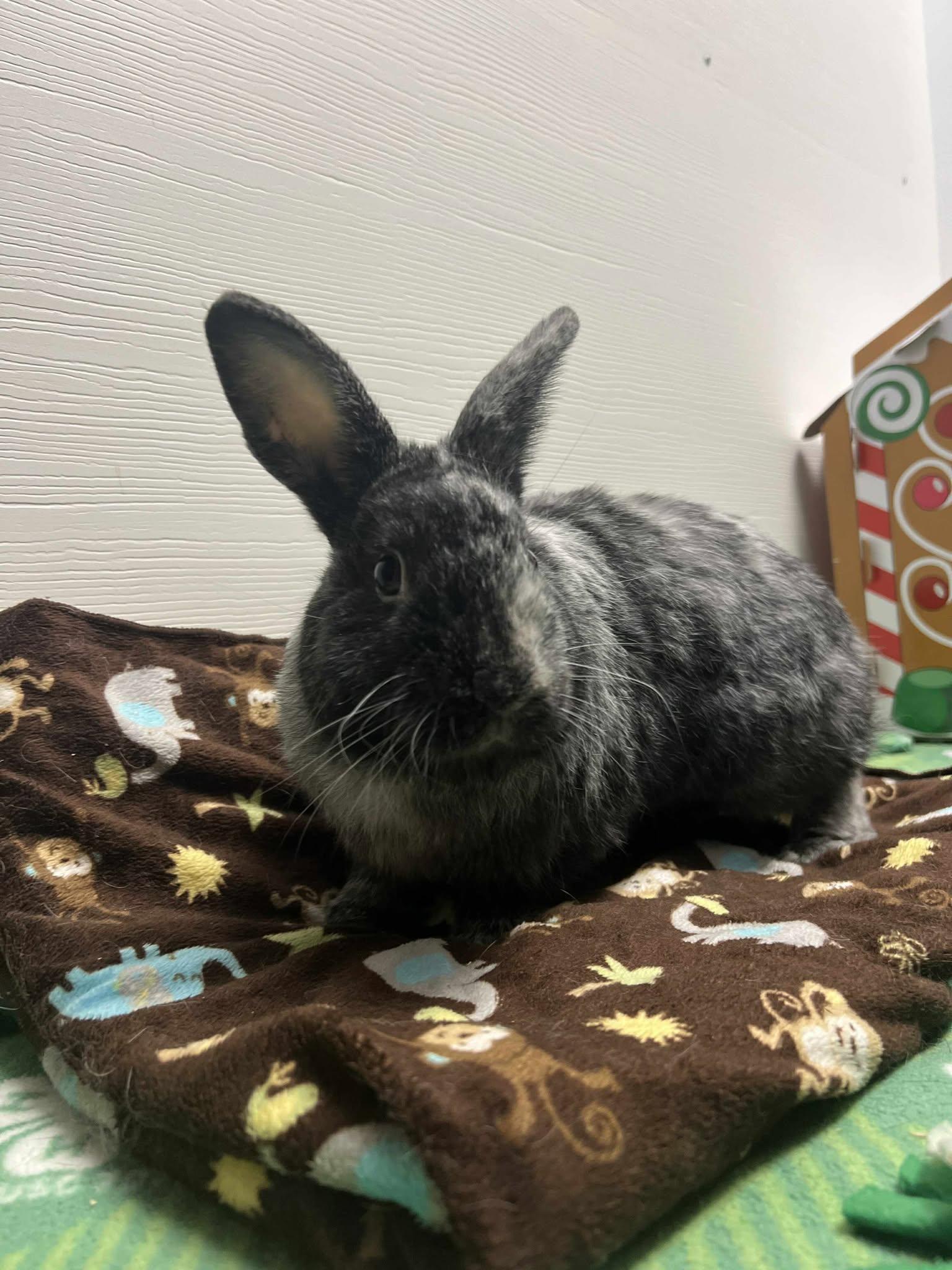 Baloo, a Adoptable Harlequin image 5/5