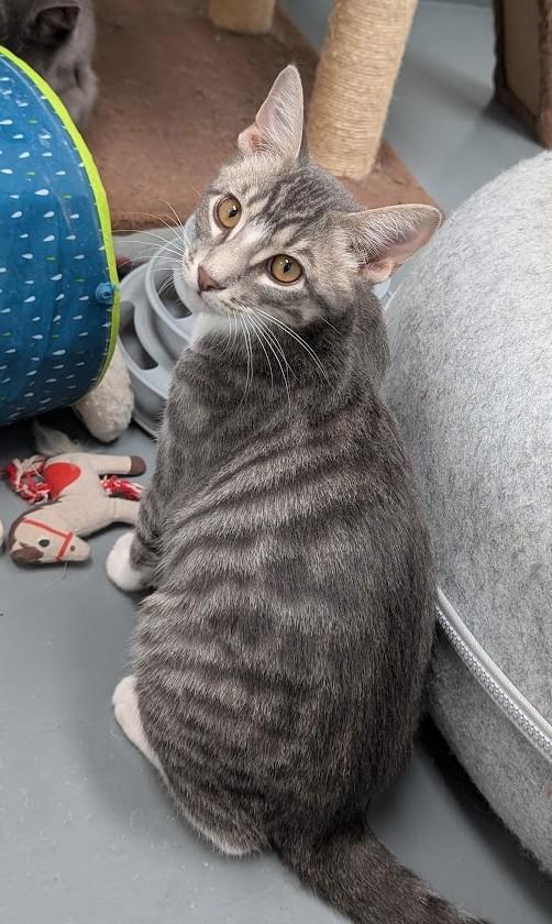 Enlarge DUSTY, a Adoptable Domestic Short Hair in Carthage, IL image 5/6