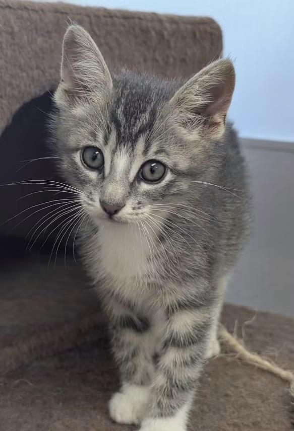Enlarge DUSTY, an adoptable Domestic Short Hair in Carthage, IL image 1/1