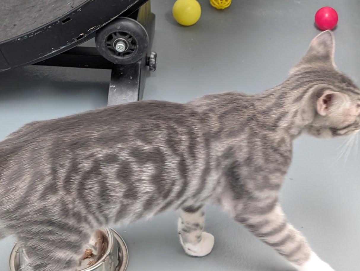 Enlarge DUSTY, a Adoptable Domestic Short Hair in Carthage, IL image 3/6